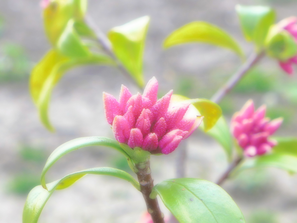 春の花