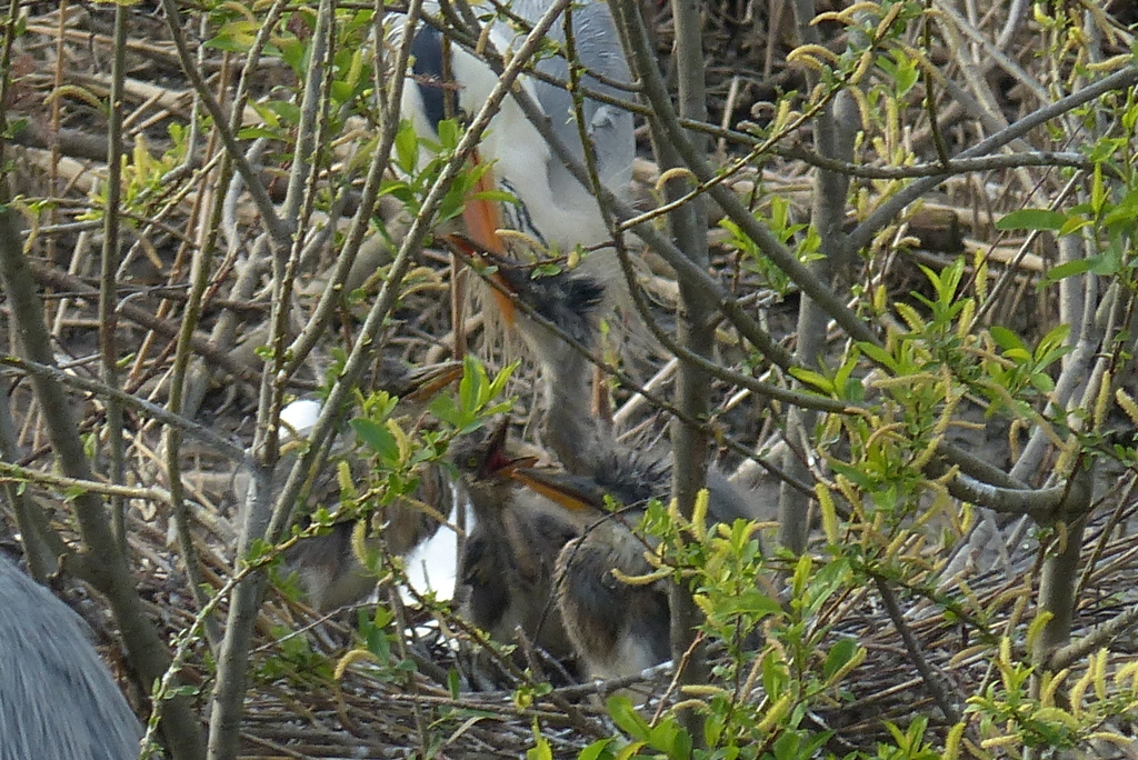 アオサギのヒナ