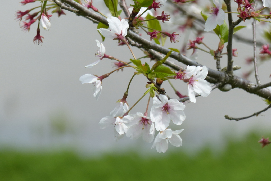 桜