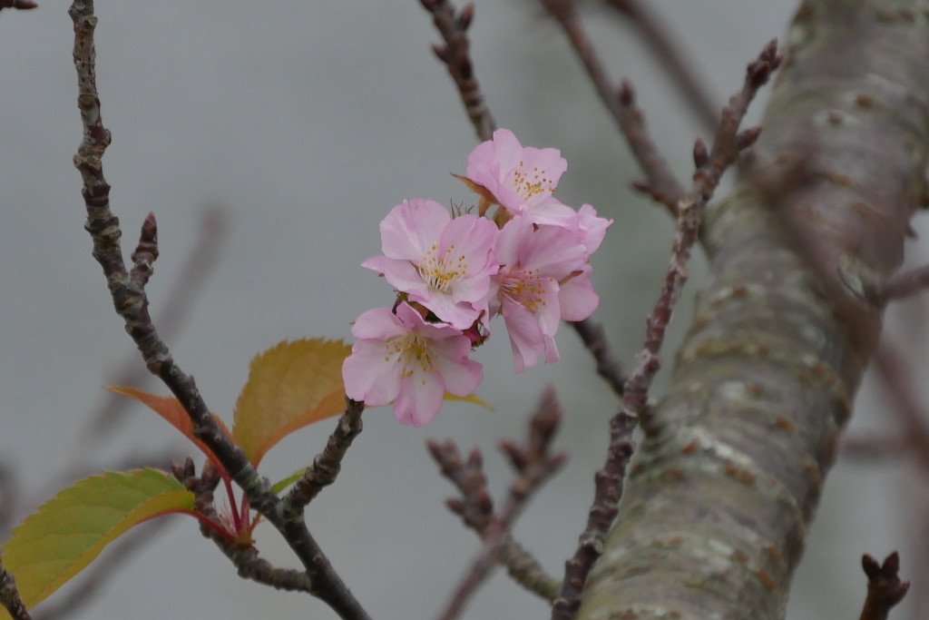 桜が開花