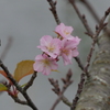 桜が開花