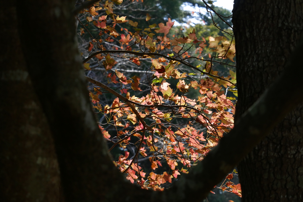 紅葉の始まり