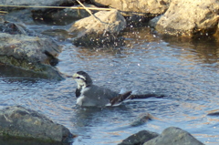 ハクセキレイの水浴び　2