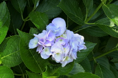 紫陽花