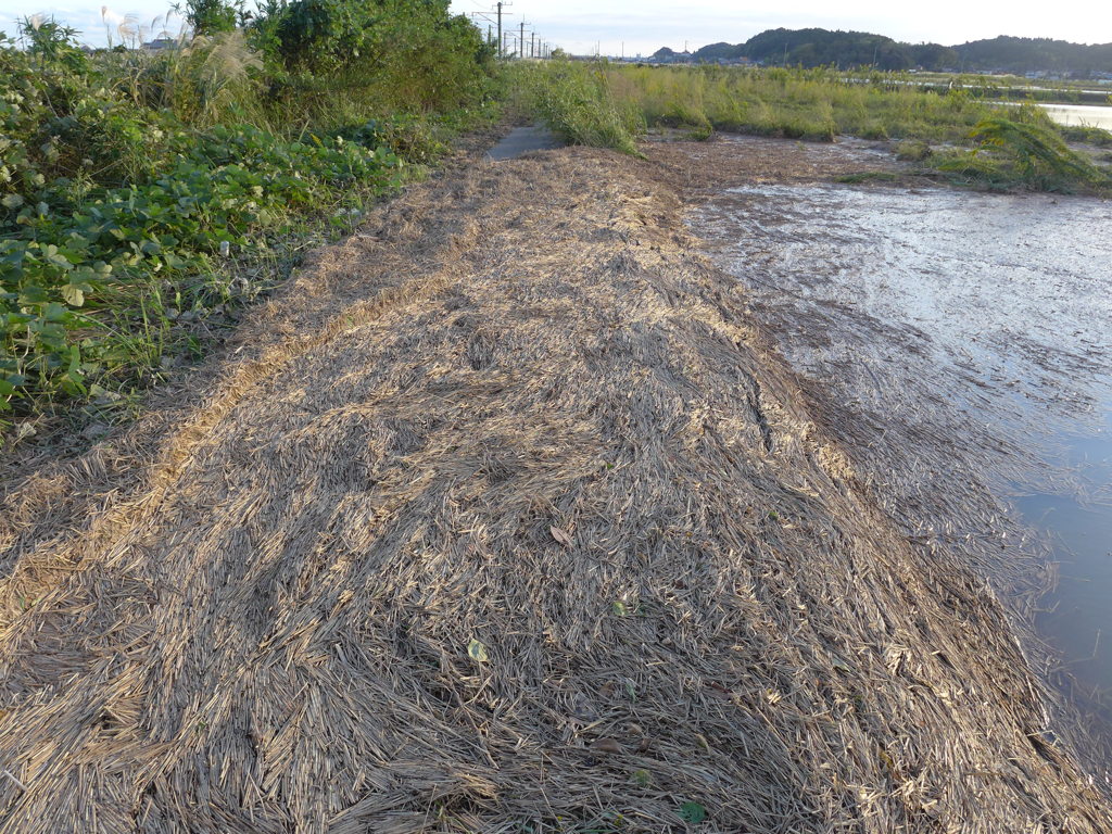 吹き寄せられた稲わらの断片