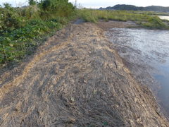 吹き寄せられた稲わらの断片