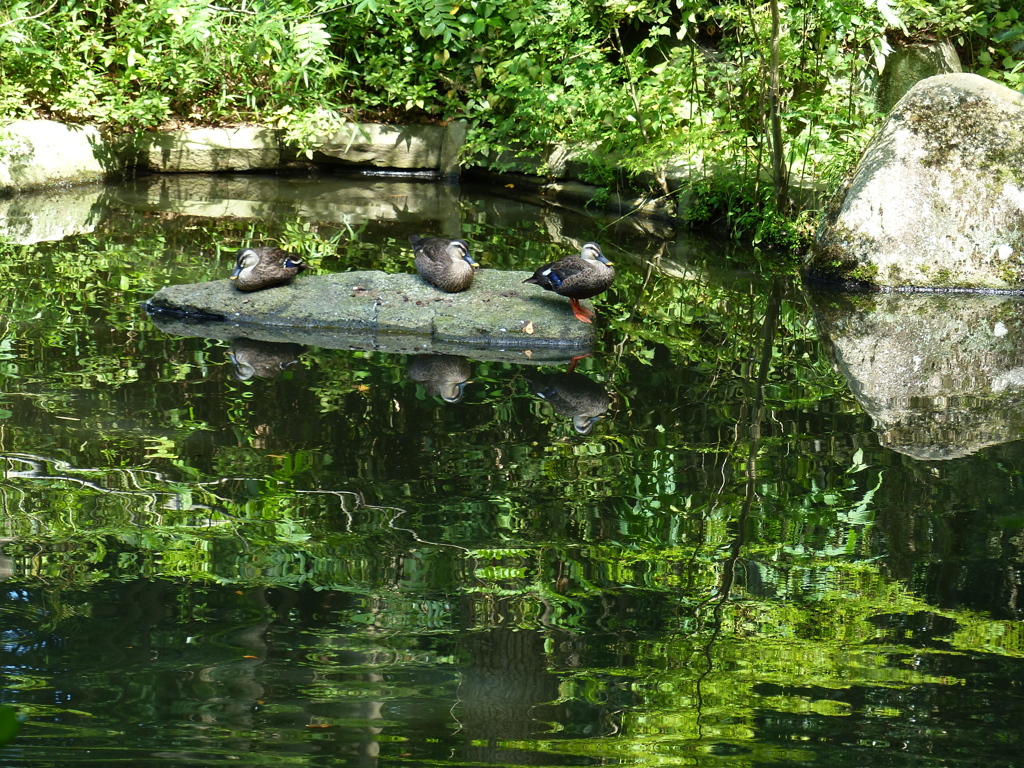 池のカモ