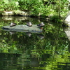 池のカモ