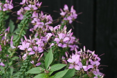 夏にも見たような