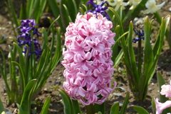 豪華