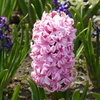 豪華