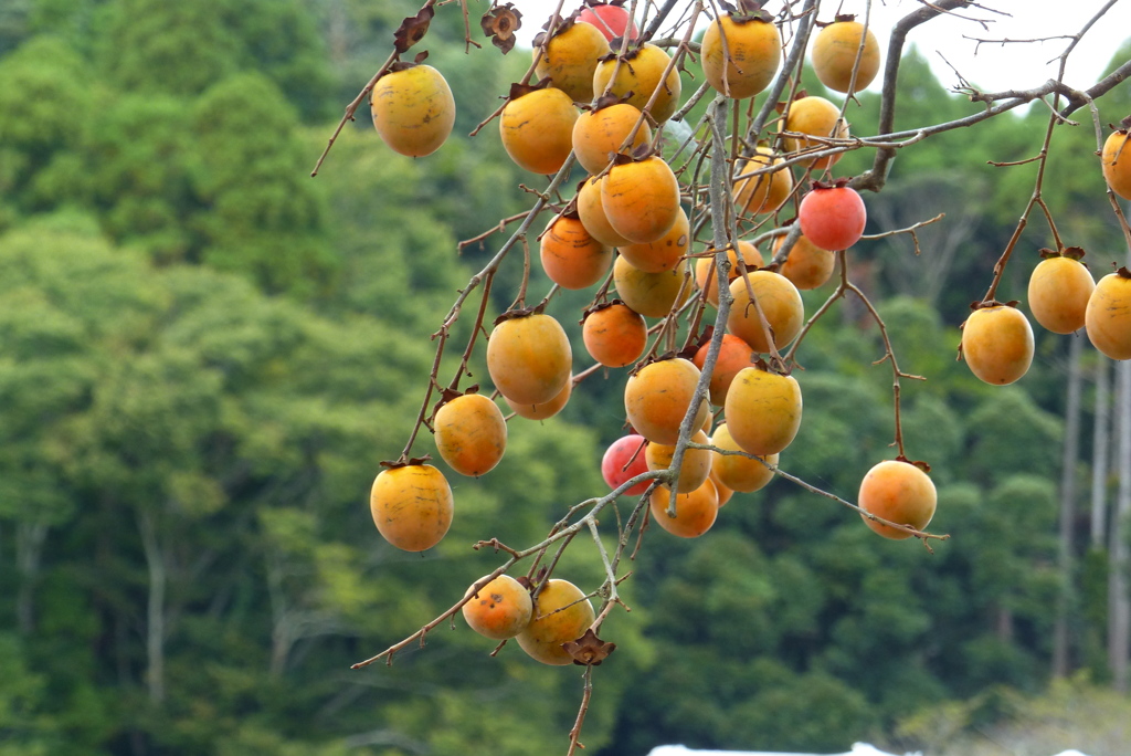 山里の風情