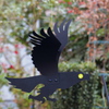 鳥よけの鳥