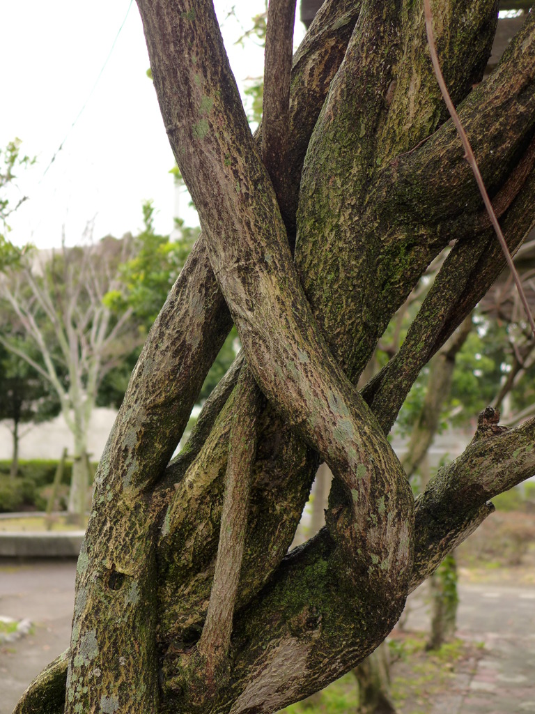 これでも歌舞伎ものではありません