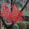 紅葉　1