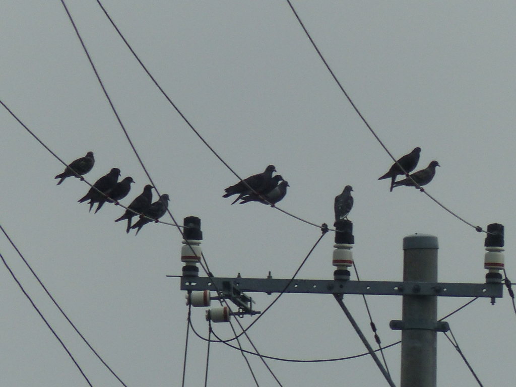 伝書鳩