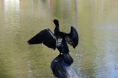 羽干しするカワウ