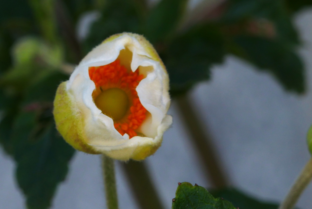 開きかけの花