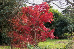 紅葉