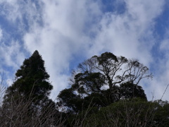 西の風に乗る雲