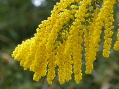 美しい黄花
