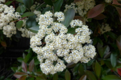 ベニカナメモチの花