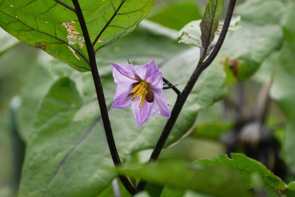 ナスの花