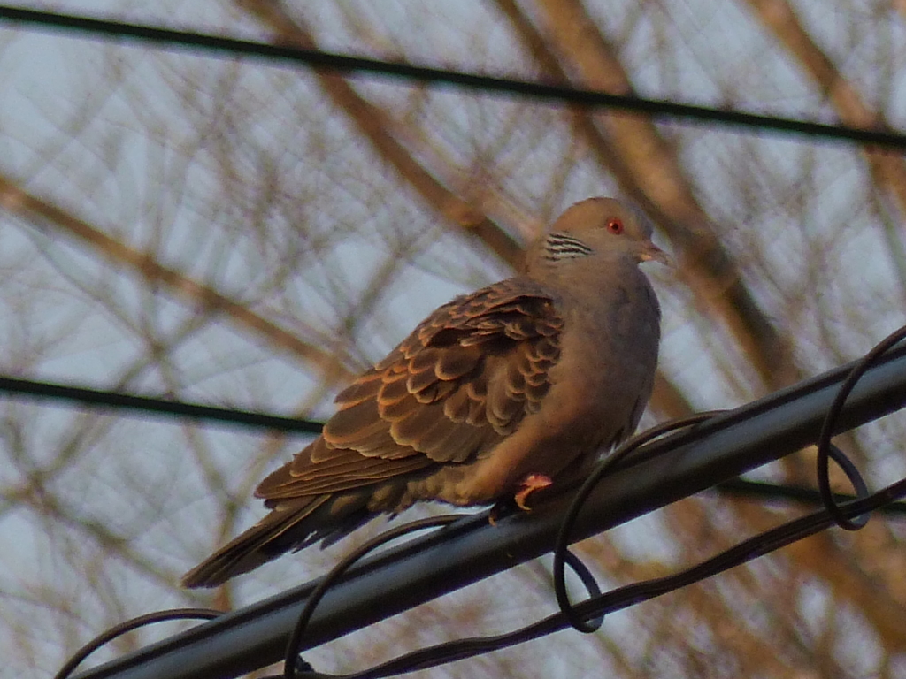 電線のキジバト