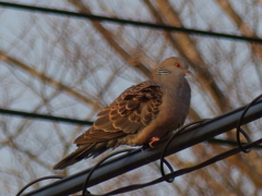 電線のキジバト