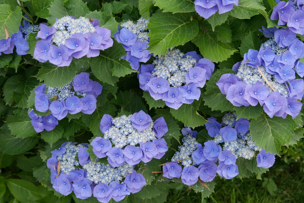 紫陽花