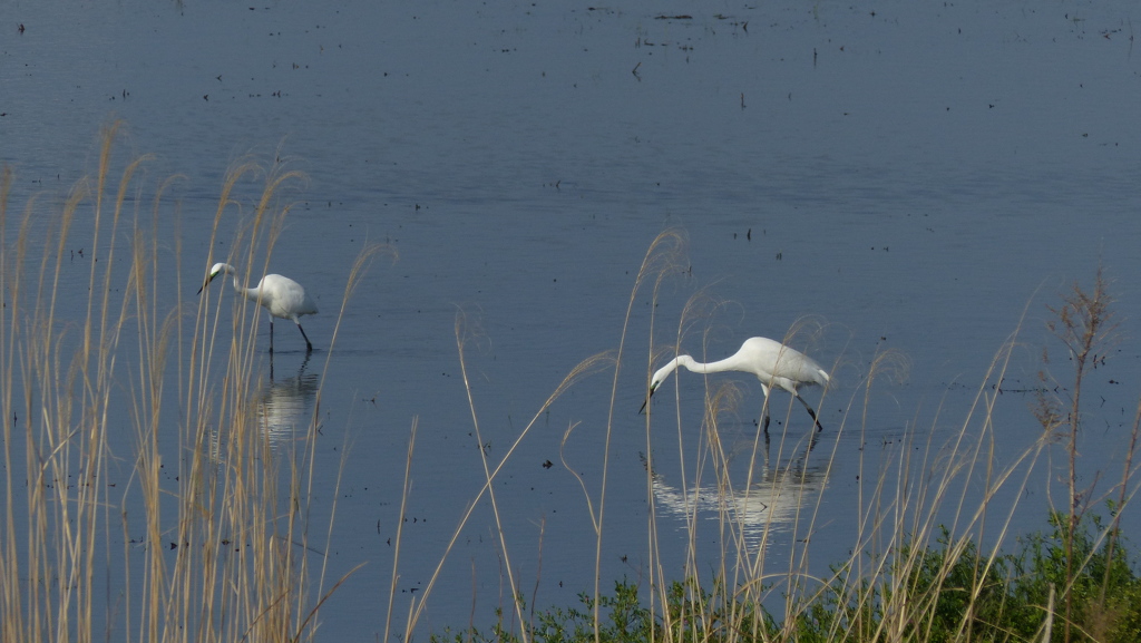 ゆっくりお食事