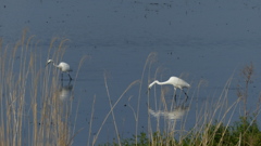 ゆっくりお食事