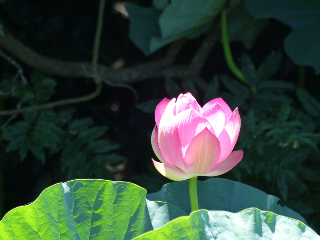炎天下の蓮