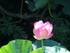 炎天下の蓮