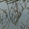 蓮池の表情