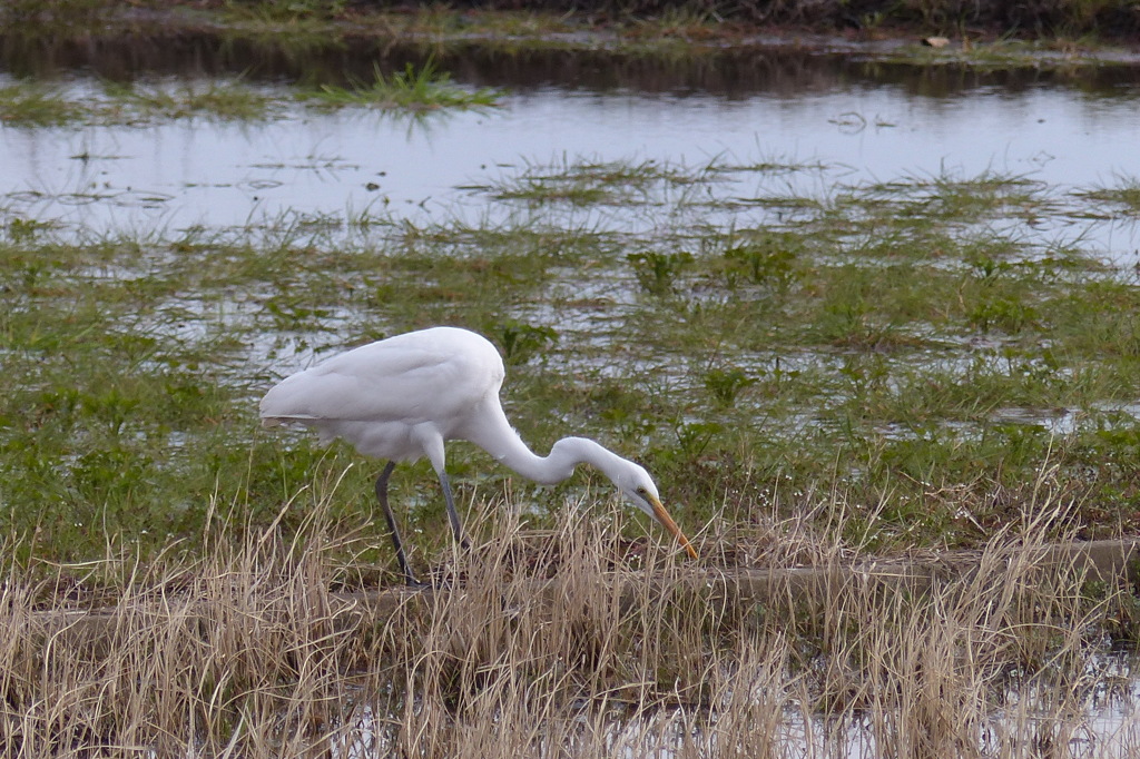 餌捕りに忙しい