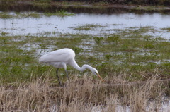 餌捕りに忙しい