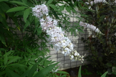 セイヨウニンジンボク