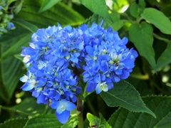 変わり紫陽花