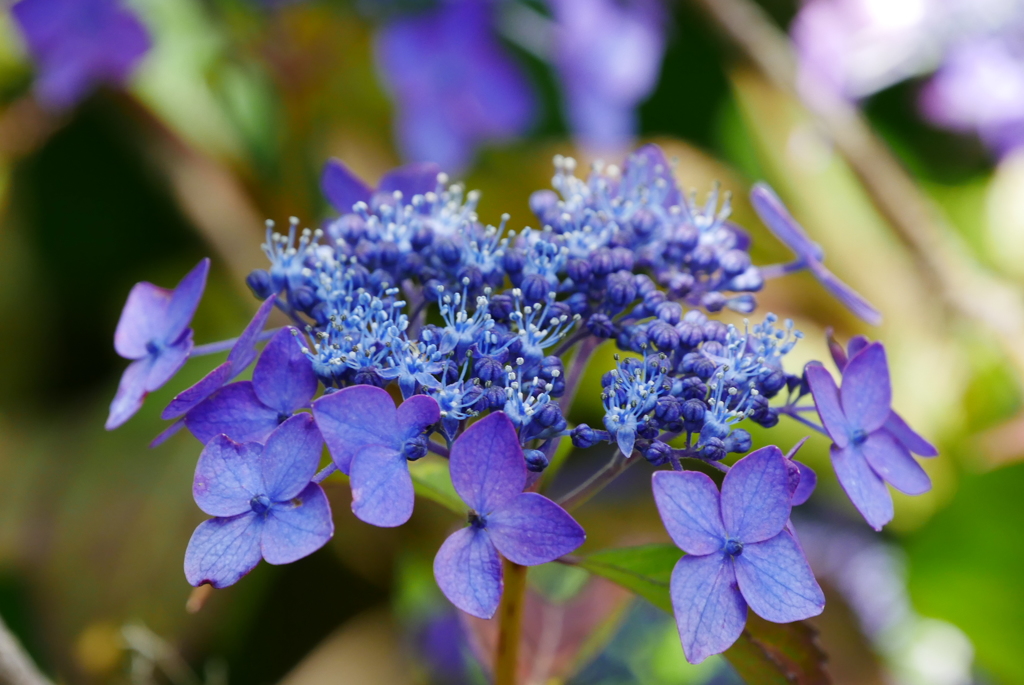 紫陽花