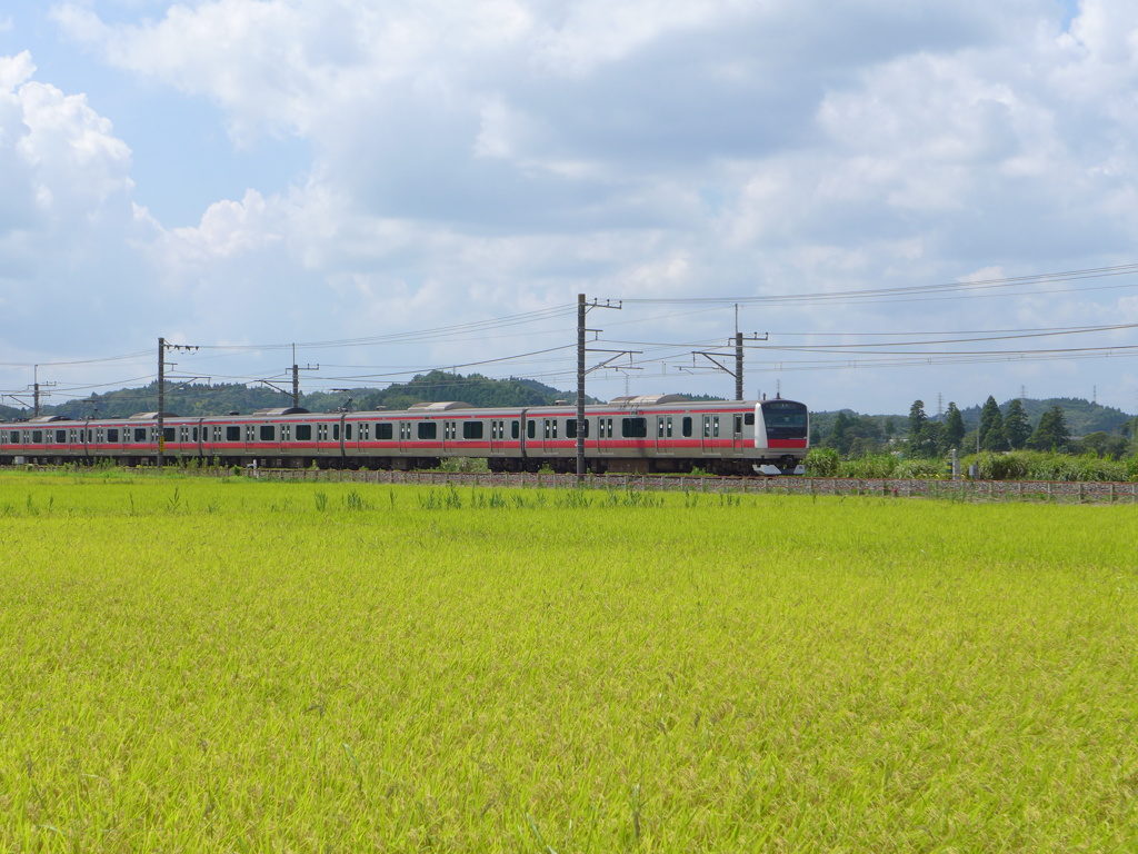 黄色い田んぼと電車