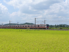 黄色い田んぼと電車
