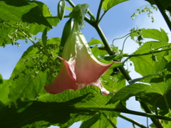 キダチチョウセンアサガオ