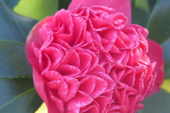 繊細かつゴージャスな花