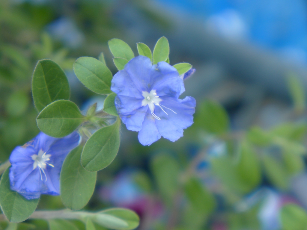 アメリカンブルー