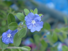 アメリカンブルー