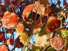枯葉か紅葉か