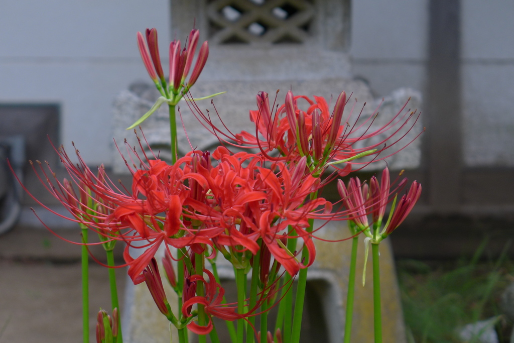 曼殊沙華　1