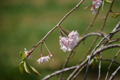 咲き遅れの枝垂れ桜
