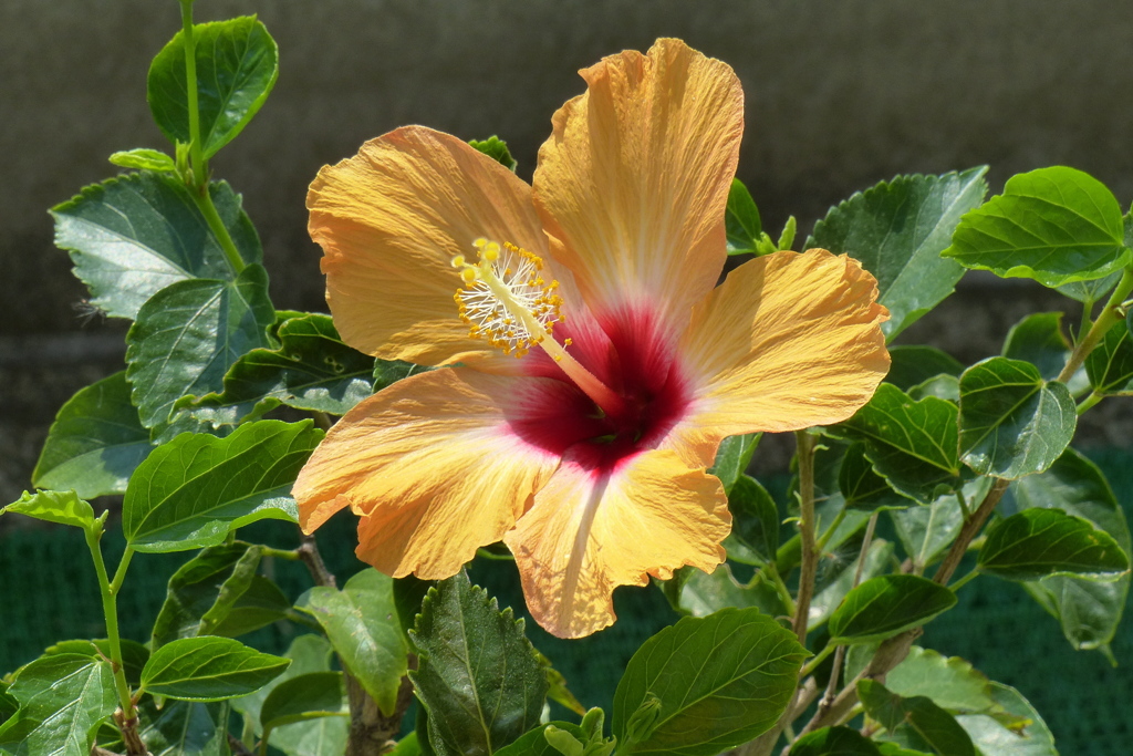 ハイビスカス　開花